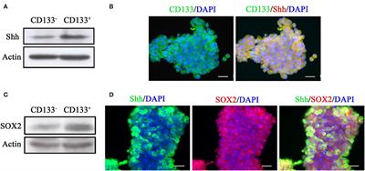 Inhibition of Sonic Hedgehog Signaling Suppresses Glioma Stem-Like Cells Likely Through Inducing Autophagic Cell Death